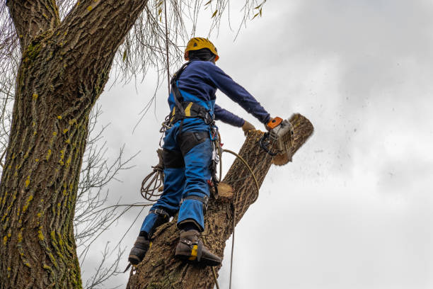 Best Affordable Tree Service  in Lakewood, CA